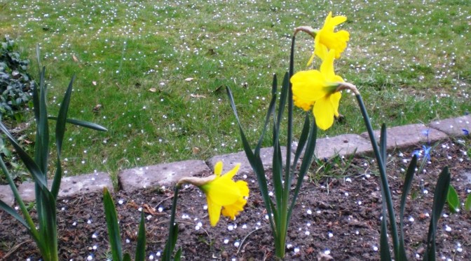 Perlen, die vom Himmel fallen…