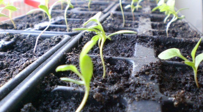 …. und drinnen! Frühling im Haus