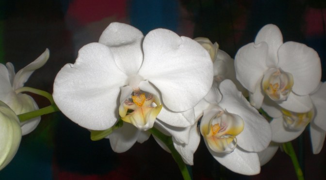 Wie wichtig ist der Muttertag?