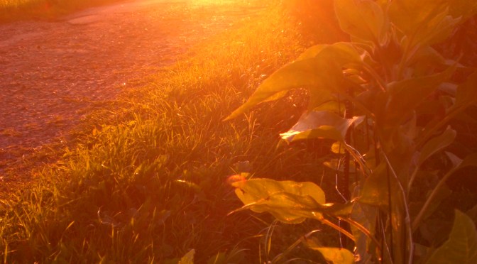 Tilbage – Zurück in Dänemark!